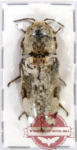 Scientific lot no. 66 Elateridae (1 pc)