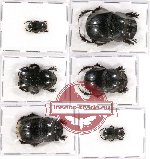 Scientific lot no. 317A Coprophaga (6 pcs)