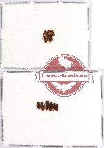 Laemophloeidae Scientific lot no. 6 (13 pcs)