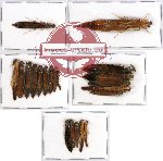 Lymexylonidae Scientific lot no. 7 (21 pcs)