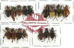 Scientific lot no. 4 Glaphyrinae (16 pcs A-, A2)