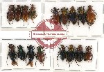 Scientific lot no. 3 Glaphyrinae (17 pcs A-, A2)