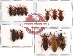 Scientific lot no. 163A Heteroptera (13 pcs A, A-, A2)