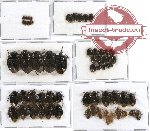 Scientific lot no. 154 Heteroptera (Cydnidae) (60 pcs)