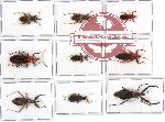 Scientific lot no. 164 Heteroptera (9 pcs - 2 pcs A2)