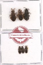 Scientific lot no. 165 Heteroptera (Aradiidae) (6 pcs)