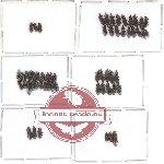 Scientific lot no. 38 (Cossoninae) (56 pcs)