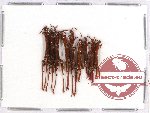 Scientific lot no. 41 Brenthidae (9 pcs)