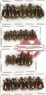 Scientific lot no. 49 Rutelinae (20 pcs - 4 pcs A2)