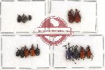 Scientific lot no. 24 Attelabidae (15 pcs)