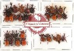 Scientific lot no. 26 Attelabidae (33 pcs A2)