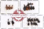 Scientific lot no. 25 Attelabidae (25 pcs - 2 pcs A2)