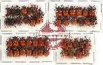 Scientific lot no. 21 Attelabidae (48 pcs)