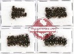 Scientific lot no. 160 Tenebrionidae (46 pcs)