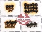 Scientific lot no. 161 Tenebrionidae (43 pcs)