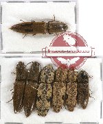 Scientific lot no. 64 Elateridae (10 pcs)