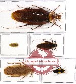 Scientific lot no. 10 Blattodea (5 pcs A, A-, A2)