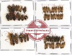 Scientific lot no. 160 Heteroptera (59 pcs A, A-, A2)