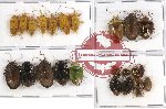 Scientific lot no. 161 Heteroptera (23 pcs A, A-, A2)