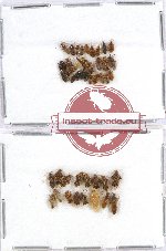 Scientific lot no. 159 Heteroptera (43 pcs A2)