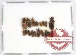 Scientific lot no. 158 Heteroptera (18 pcs A2)
