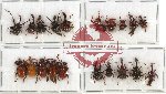 Scientific lot no. 20 Attelabidae (20 pcs - 5 pcs A2)