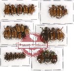 Scientific lot no. 47 Rutelinae (26 pcs - 9 pcs A2)