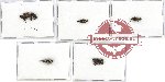 Scientific lot no. 20A Mordellidae (11 pcs A-, A2)