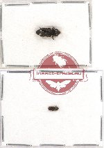 Bothrideridae Scientific lot no. 4 (2 pcs)