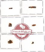 Scientific lot no. 20 Coccinelidae (30 pcs)