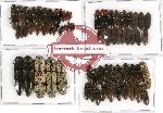 Scientific lot no. 62 Elateridae (73 pcs)