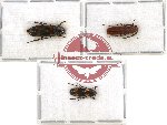 Melandryidae Scientific lot no. 2A (3 pcs - 2 pcs A-)