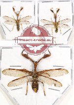 Scientific lot no. 1 Mantispidae (3 pcs A2)