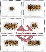 Scientific lot no. 32 Hopliinae (23 pcs - 2 pcs A2)