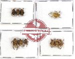 Scientific lot no. 33 Hopliinae (10 pcs)