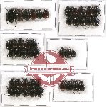 Scientific lot no. 62 Melolonthinae (Apogonia spp.) (43 pcs)