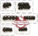 Scientific lot no. 63 Melolonthinae (Apogonia spp.) (31 pcs)