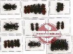 Scientific lot no. 48 Passalidae (23 pcs - 6 pcs A2)