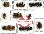 Scientific lot no. 45 Rutelinae (26 pcs)