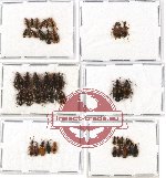 Scientific lot no. 172 Carabidae (44 pcs)