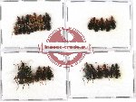 Scientific lot no. 185 Carabidae (34 pcs)