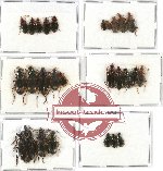 Scientific lot no. 169 Carabidae (26 pcs - 8 pcs A2)
