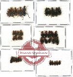 Scientific lot no. 170 Carabidae (38 pcs)