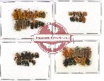 Scientific lot no. 173 Chrysomelidae (54 pcs)