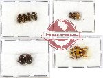 Scientific lot no. 172 Chrysomelidae (10 pcs)