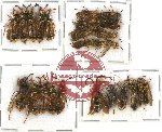 Scientific lot no. 105 Hymenoptera (26 pcs A, A-, A2)