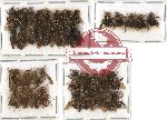 Scientific lot no. 101 Hymenoptera (43 pcs A, A-, A2)