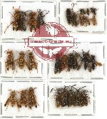 Scientific lot no. 91 Hymenoptera (31 pcs)