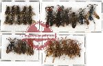 Scientific lot no. 98 Hymenoptera (25 pcs A, A-, A2)