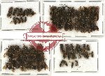 Scientific lot no. 100 Hymenoptera (61 pcs)